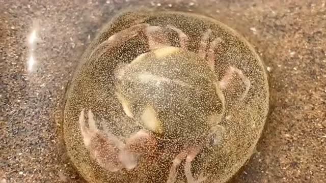 螃蟹籽外漏的卵图片图片