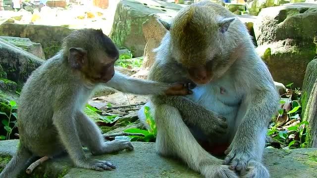 厚脸皮猴子杰西老大了还不肯戒奶,妈妈不让吃,它的举动太搞笑