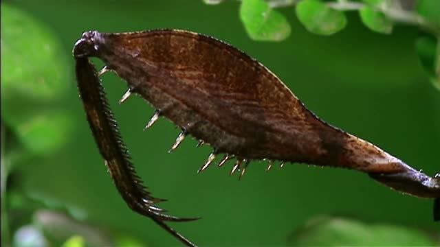 discovery:螳螂的大镰刀,看着心寒!