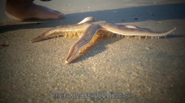 日本渔民切开海星的时候,瞬间没了食欲!