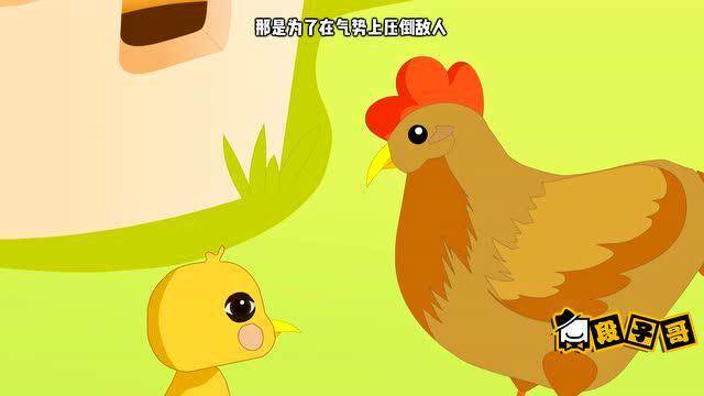 鸡爸爸给儿子上生理课原来弱鸡也是战斗民族最后让人深思
