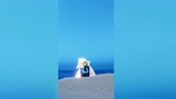 光遇：海蓝色时见鲸