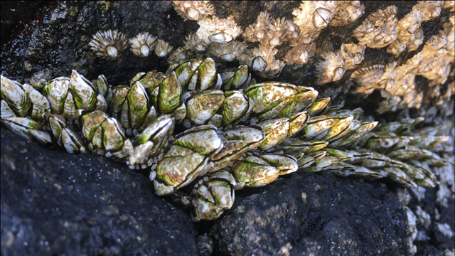 名贵的佛手螺怎么吃法呢?村大少带你去海边亲身体验,味道好鲜甜