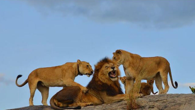 近距离贴近狮群,驯兽狮与狮群嬉戏,摄像机拍下这一幕!