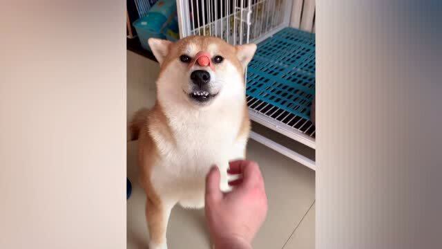 狗子鼻子上被贴上香肠反应亮了,网友笑称:我不是人,但你是真的狗