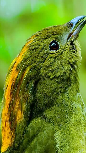 动物界的艺术家-冠园丁鸟,不但有超高的艺术天赋口技还一流