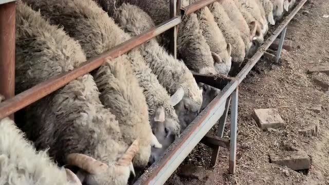 青县瘦肉精调查组:涉事屠宰场,仅存9个羊腔,饲料中检出瘦肉精!