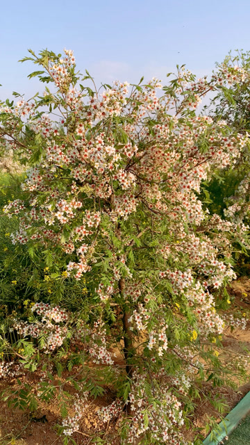 文冠果树开花啦