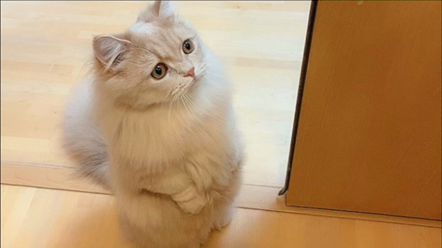 超萌芒奇金猫,萌猫最爱双脚站立,太可爱了
