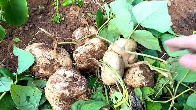 农村姑娘下地挖葛瓜,个个长得都不小,有的一窝挖两个,太过瘾了
