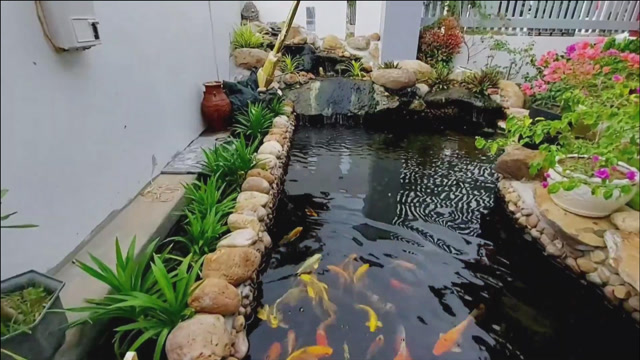 花了2000打造的鱼池,院子里造鱼池,养锦鲤,绿植点缀,意境很美