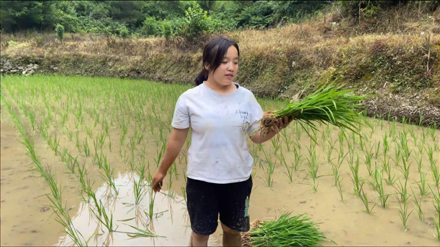 在农村这样插秧,姑娘这种方法太方便了,看看她怎么做