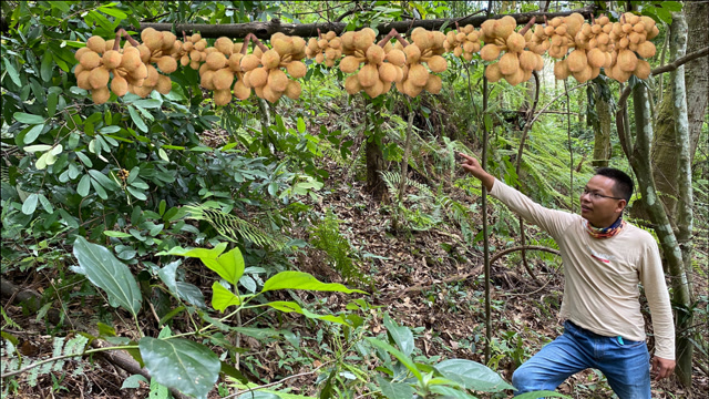 山上发现一棵香藤果,这种果子城里人有钱也难买到,很多人没见过