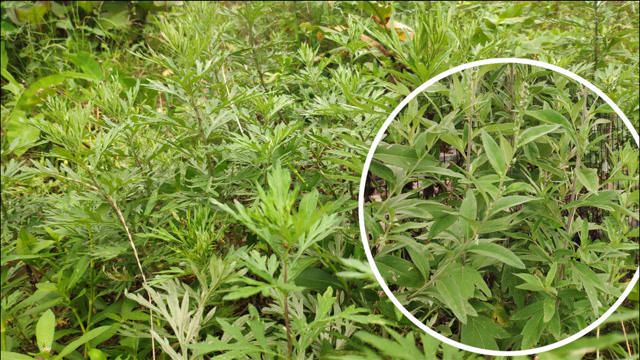 艾草有多种,清明做糍粑与端午节插门框用的艾蒿不同,你会区分吗