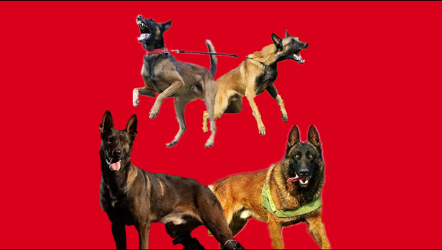 红马黄马黑马哪个颜色的马犬最正宗