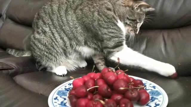 猫咪是这样吃樱桃的,真的太可爱了吧,赶紧去看看吧是不是你家的小猫咪