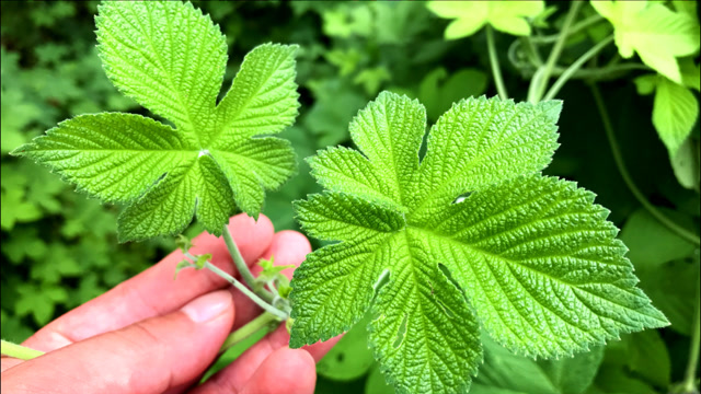 才发现,农村常见的"拉拉秧"是个好东西,它的用途值得收藏