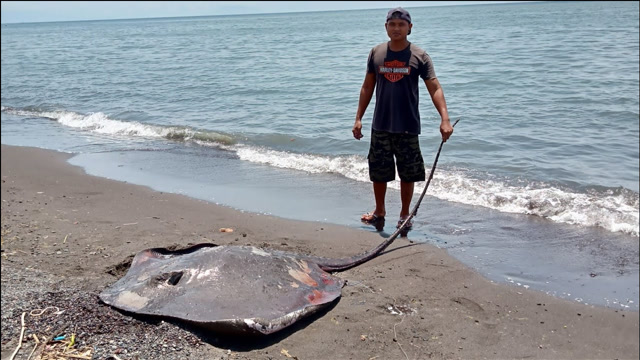男子海边赶海,抓到一条魔鬼鱼,能卖好多钱呢