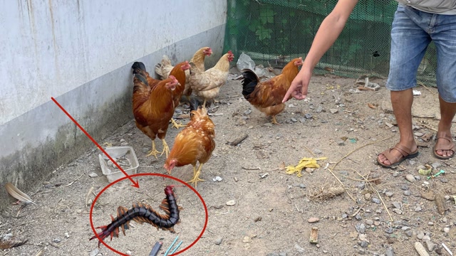 剧毒蜈蚣斗6只鸡你见过吗?3秒钟场面立马失控,可怕的事情还是发生了