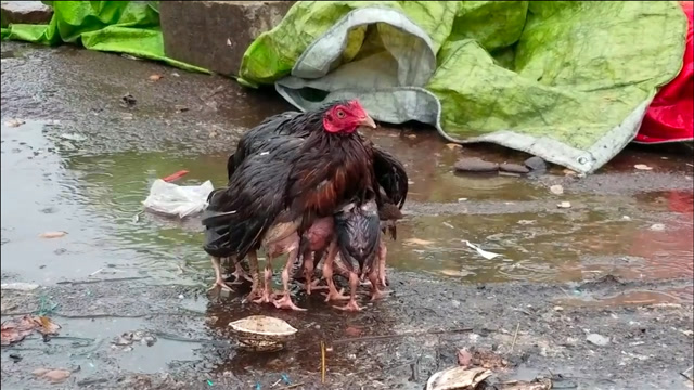 鸡妈妈带着幼崽散步,突然下起大雨,"落汤鸡"一词有了新的诠释!