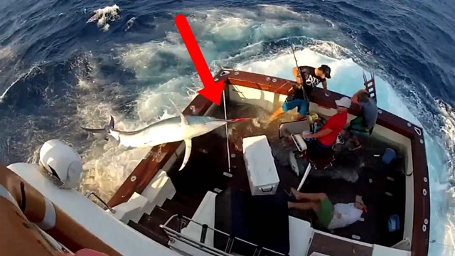 男子站在船头钓鱼,不料剑鱼一跃而上,当场就将喉咙刺穿!