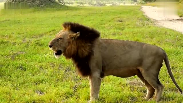 最后的雄狮撒旦