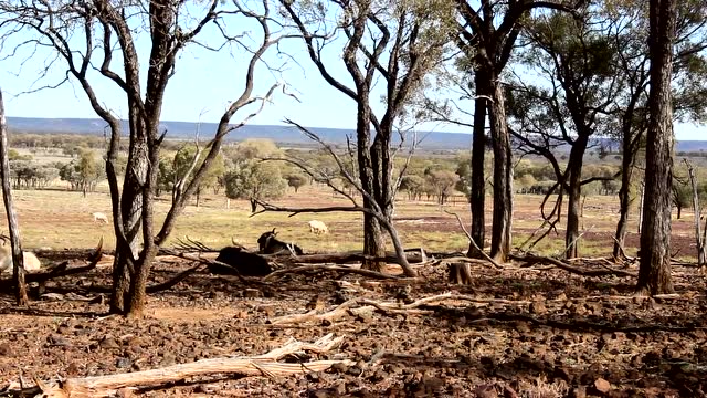 澳洲野山羊泛滥,树木都被啃光,猎人可随意猎杀