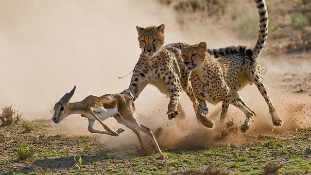 猎豹捕食羚羚羊精彩集锦,捕杀成功率连狮子都比不上啊