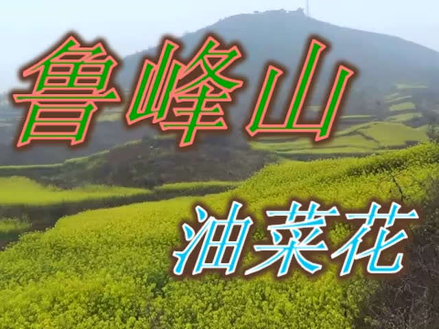 鲁山坡油菜花图片