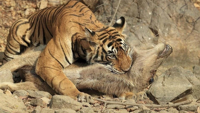 实拍老虎捕杀跟自己大小一般的水鹿,精彩的搏杀全过程!