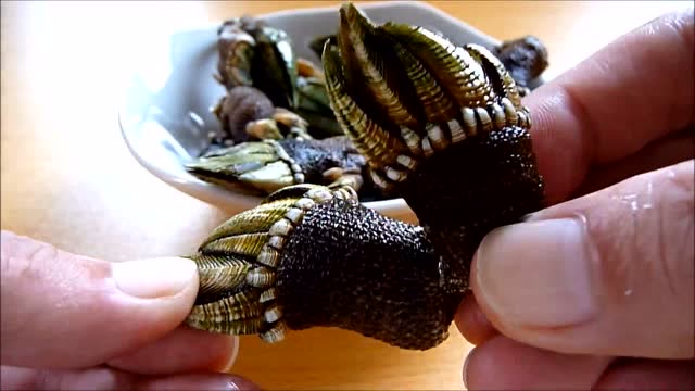 体验日本魔鬼爪子的顶级海鲜,外貌丑陋却是人间美味