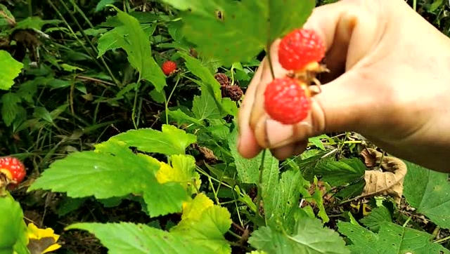 这种野生果子酸酸甜甜吃起来很爽,在东北山上没人来摘都坏掉了!