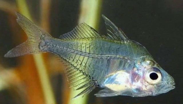 诡异的七彩玻璃鱼,每当光照,它的身体就会闪烁不同的颜色