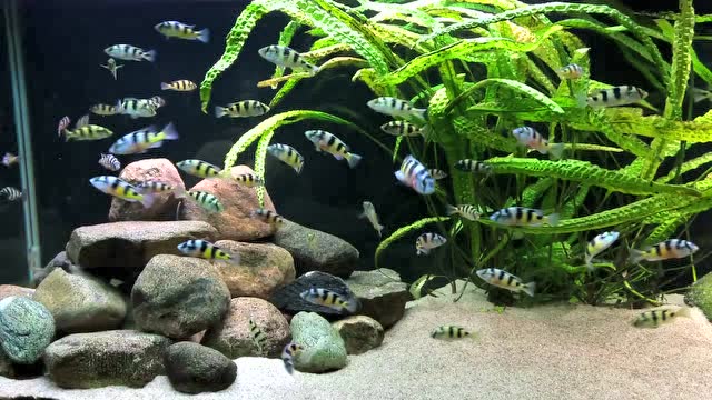 维多利亚湖慈鲷
