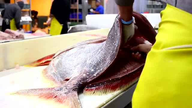 实拍鱼肉加工厂宰割大鱼,这是什么鱼挺漂亮的