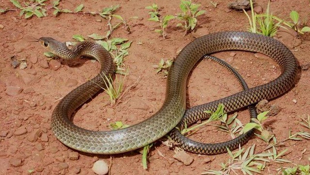 登山客无意间拍到两条细鞭蛇的死亡大战!