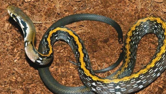 实拍:蜈蚣大战毒蛇,最后蛇的血都被吸干了!