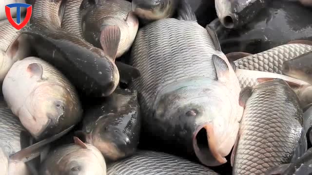 印度渔民拉网捉鱼,一网捉到上百条大鲫鱼,令人羡慕