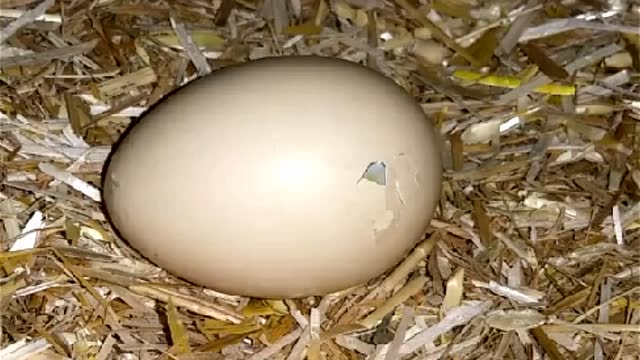 鸡蛋破壳全过程,好神奇