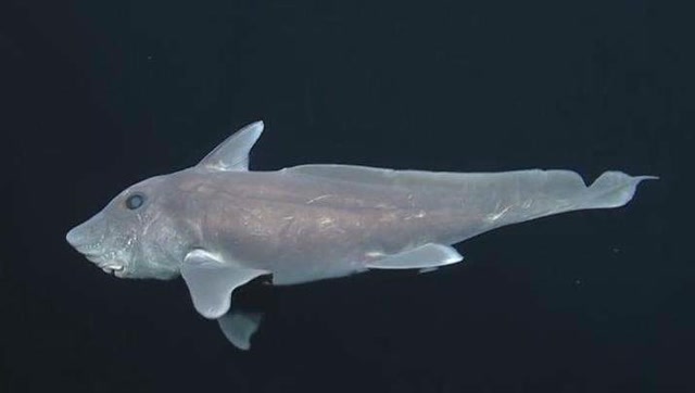 酷似外星人的深海魔鬼鲨鱼