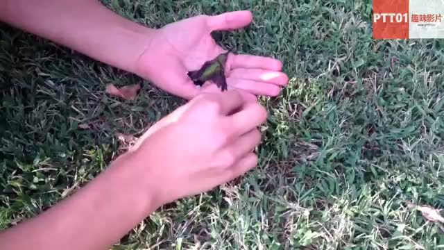 好心人解救了一只被口香糖黏住的蜂鸟