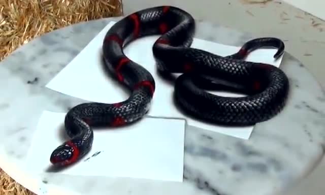 太逼真了! 牛人画3d蛇,能吓哭小孩子