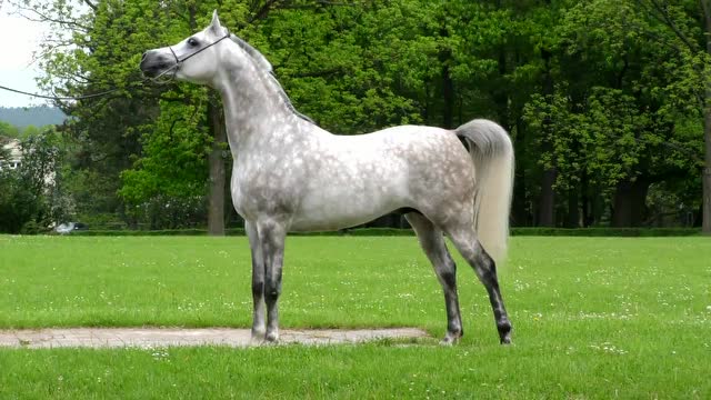 波兰系阿拉伯公马milian