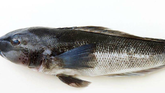 你听说过蓝鳕鱼吗?它富含丰富维生素和营养,还能保护心脏!