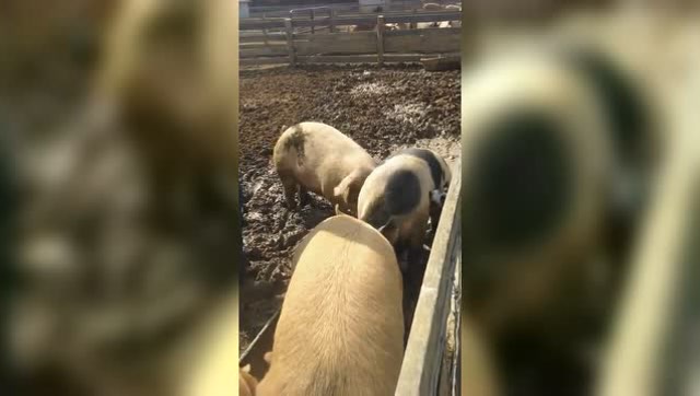 国外小伙子非要去骑猪,直接被猪给甩了出去