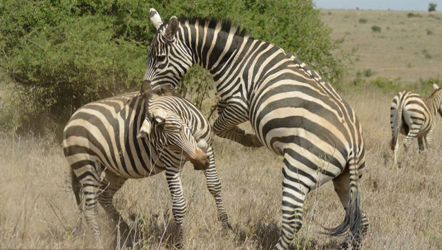 年轻公斑马光天化日想占有母斑马,被母斑马父亲看到出手教训