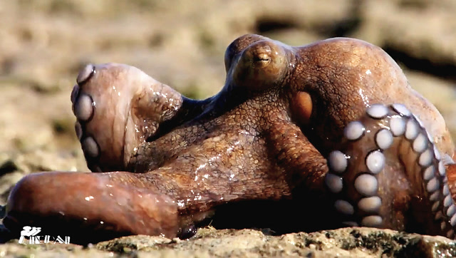 超近距离,猎拍章鱼捕食螃蟹清晰画面