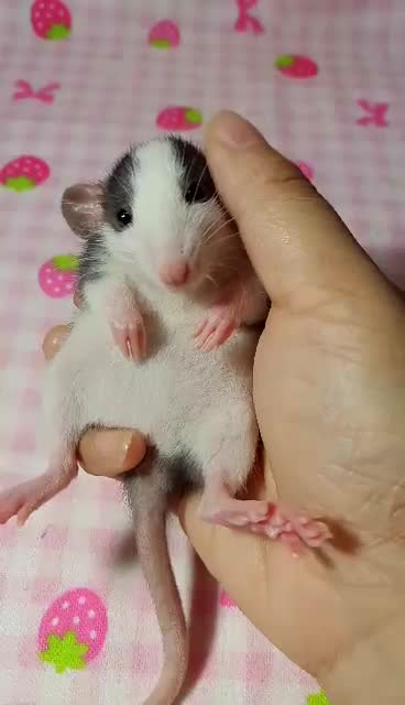 我家超级乖的哈哈飞象耳正脸哈士奇花枝鼠