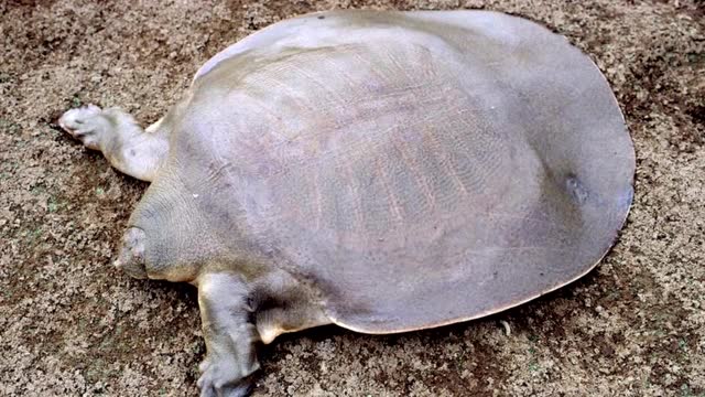 形态各异的老鳖图片集锦 这些来自世界各地的大王八你认出几种呢