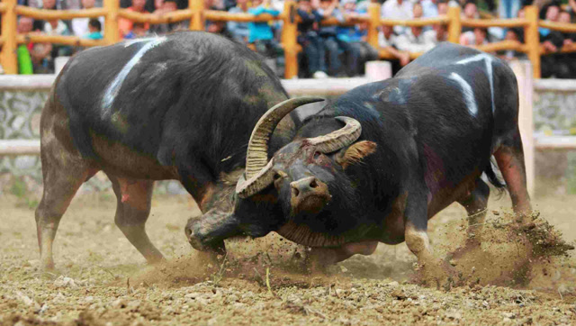 斗牛现场尴尬一幕,两大牛王迟迟不动手,急坏了一旁的吃瓜群众